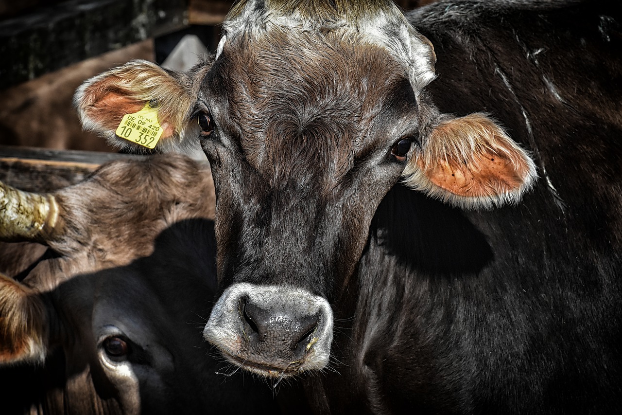 Wysłodziny browarniane – zastosowanie w żywieniu zwierząt hodowlanych